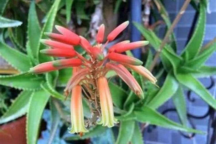 芦荟开花后施什么肥料