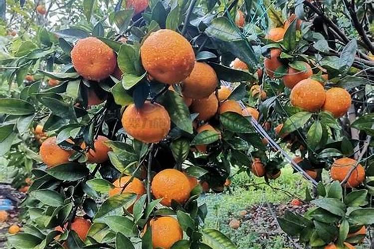 幼树小果树秋季什么时候施肥最好