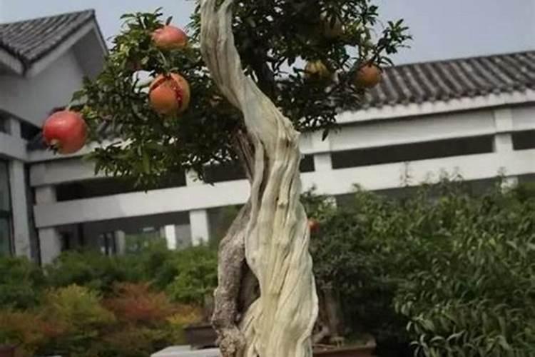 老桩刚移栽多长时间浇水一次 老桩刚移栽多久浇水一次