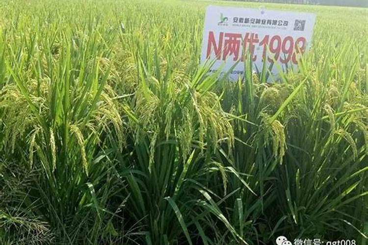 球根花卉需要施什么肥