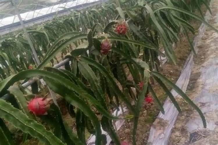 火龙果一般用什么肥料？还要注意这四点!
