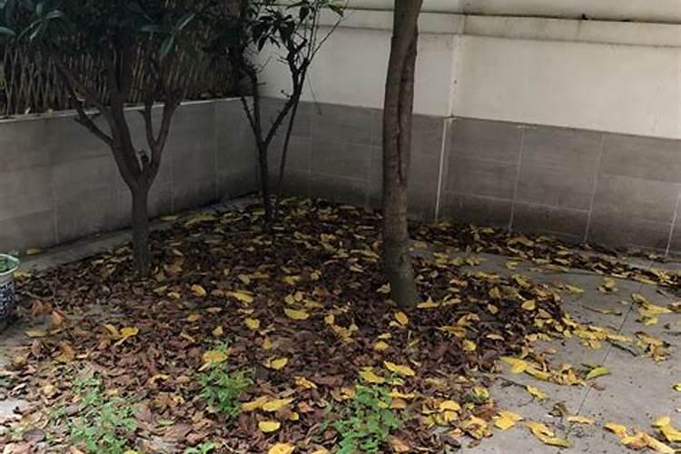 枯枝败叶腐烂后变成了什么？