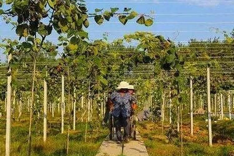 植物如何根部补钙