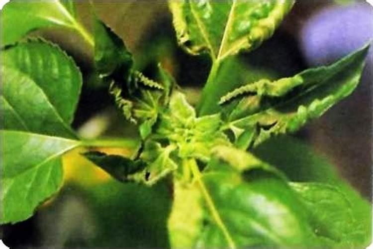 叶片发黄是缺什么肥料