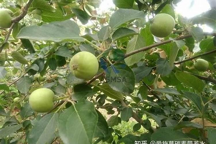 马厂镇有没有大型的果苗种植基地