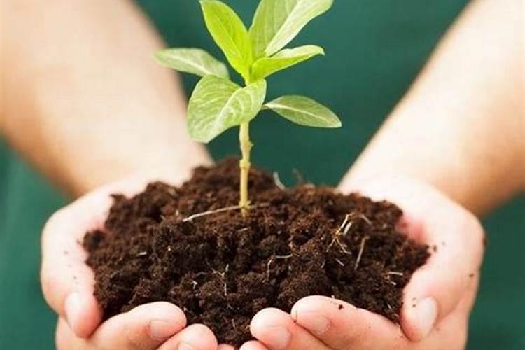 金钱树的施肥方法和注意事项