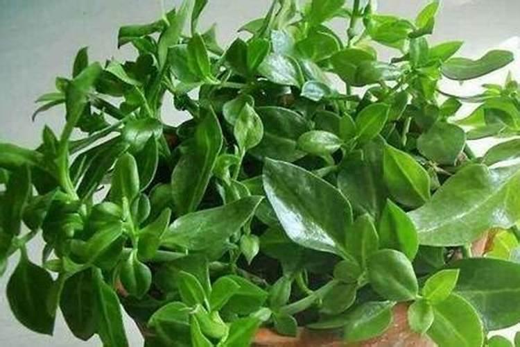 穿心莲怎么养,4个步骤教你养出茂盛的穿心莲
