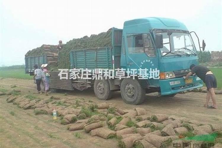 草坪专用肥有颗粒的吗有毒吗