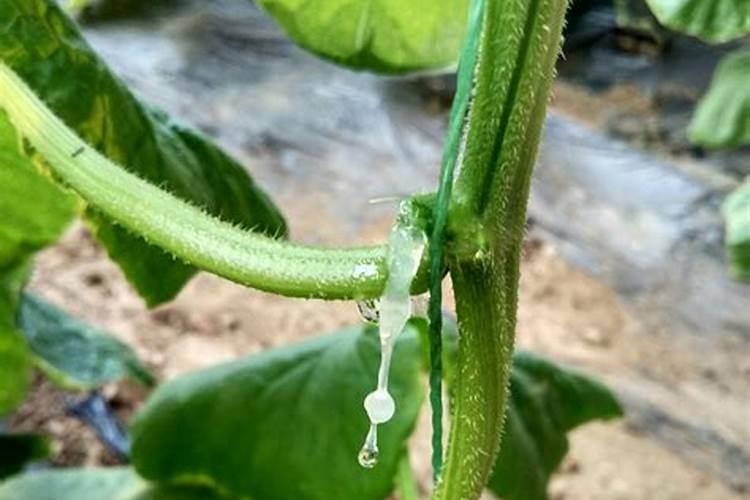 黄瓜鱼有营养吗？