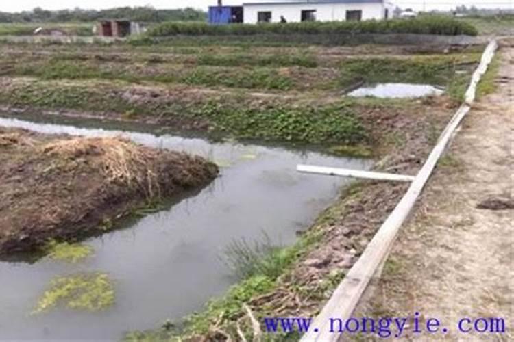 怎样施用？钙肥有哪些种类？