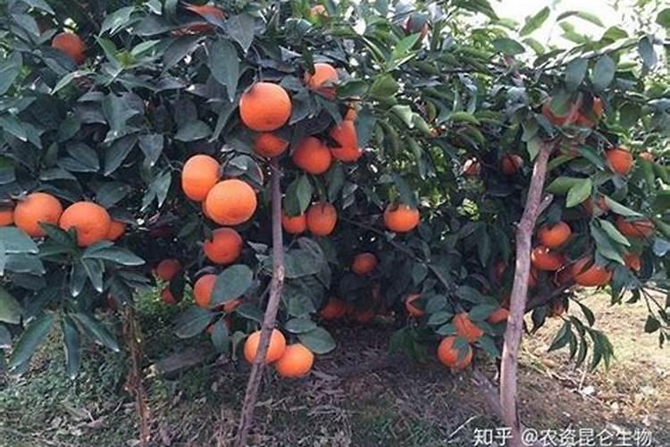 7.要使种植的沃柑产量高且品质好,一般要多施A.氮肥和磷肥B.磷？