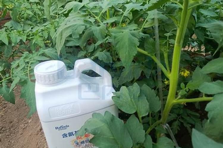 水溶肥为啥总能让经销商青睐？