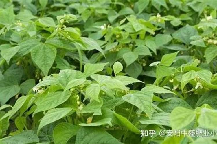 绿豆怎么才能做成肥料