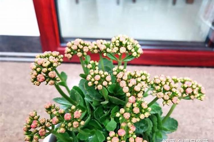 正在开花的长寿花可以施肥吗