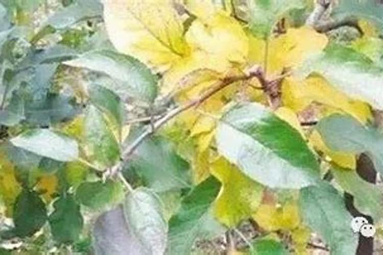 橙子蒸熟后为什么是苦的