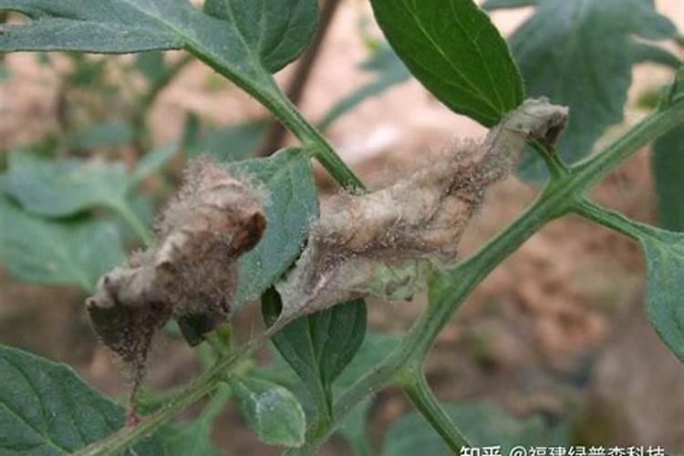 莓枯黄萎病、炭疽病、灰霉病及白粉病的防治方法？