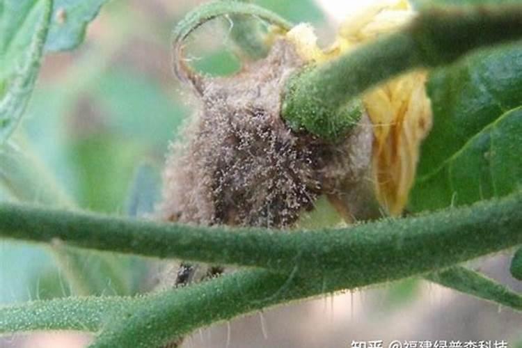 草莓枯黄萎病、炭疽病、灰霉病及白粉病的防治方案