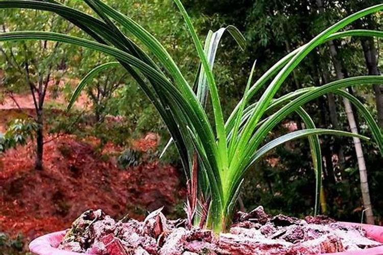 君子兰施肥时间