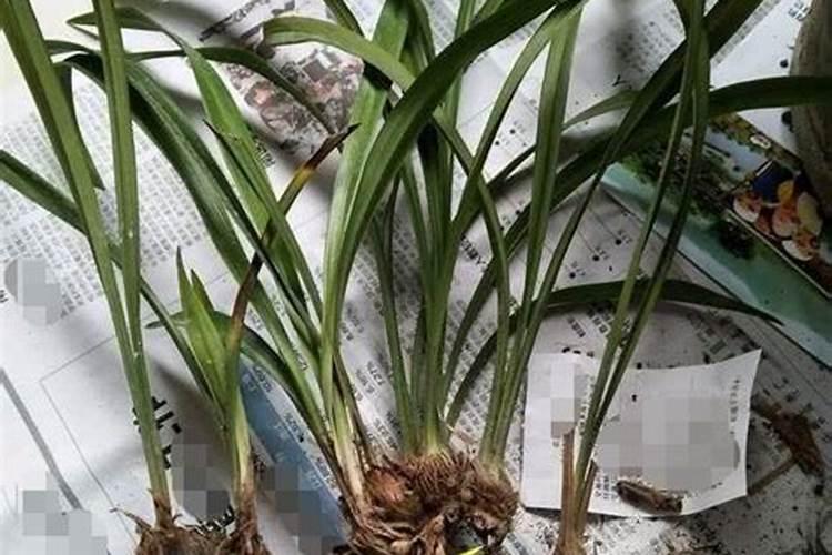 吊兰要施什么肥才能爆盆？