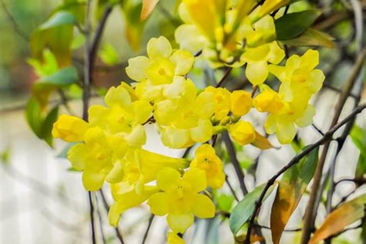 法国香水茉莉的施肥方法