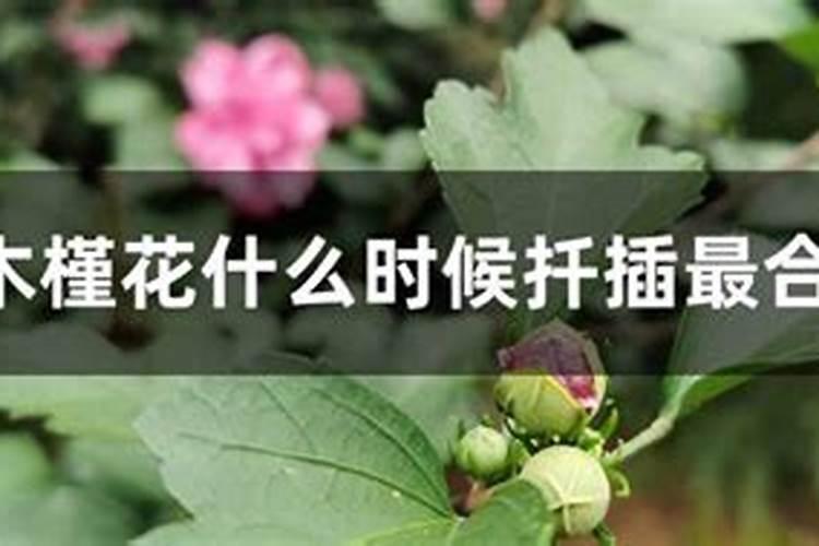木槿花如何施肥那种肥料最好