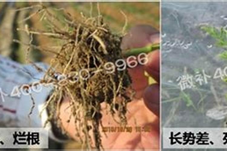 西瓜的膨瓜肥要怎样施用？