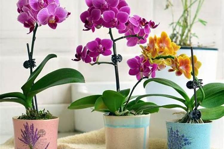 君子兰换土后怎么养