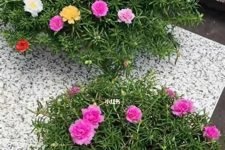 矮壮素适合什么植物与花卉