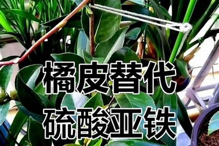 死的花草如何做肥料