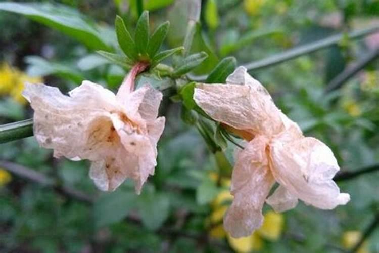 我养的花掉了叶子,叶子可以当肥料使？