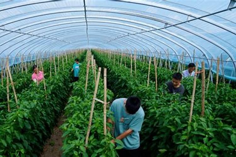 温室大棚辣椒做底肥一亩地用多少钙肥