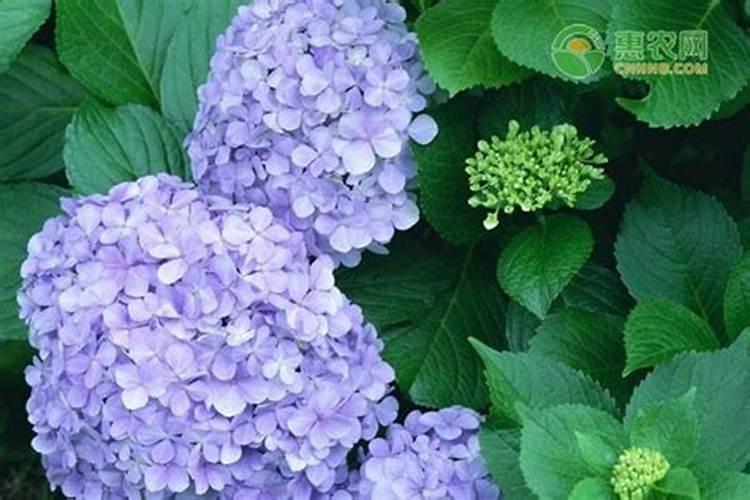 绣球消苞是怎么回事