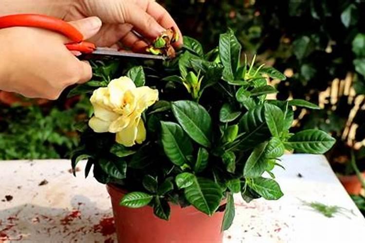 哪里能买到颗粒状的钙镁磷肥