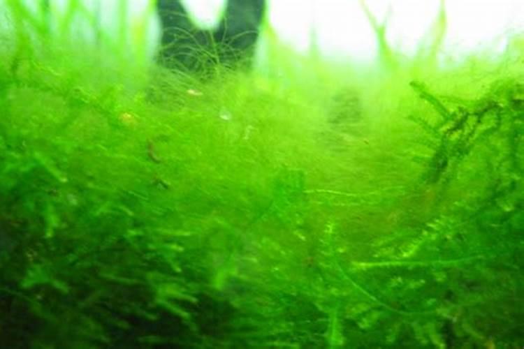 水草缸长绿毛藻怎么办
