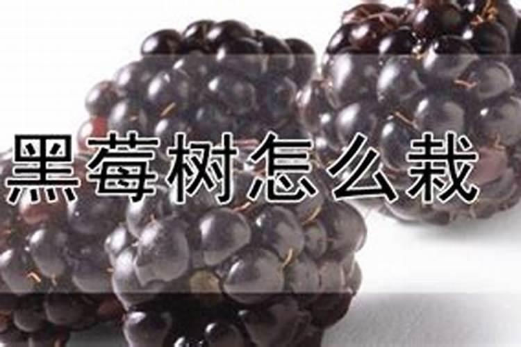 自由树脂是什么材料