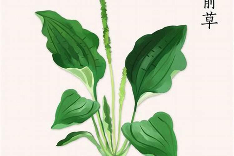 车前草应该要怎么育苗？