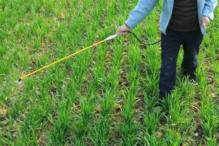 西红柿开花期如何浇水施肥