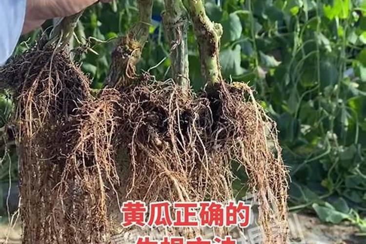 黄瓜苗期用什么肥料,黄瓜生根水溶肥