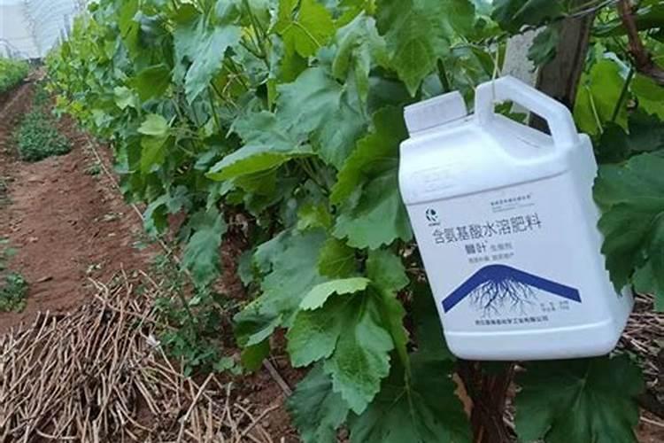 颗粒硼肥什么牌子的好