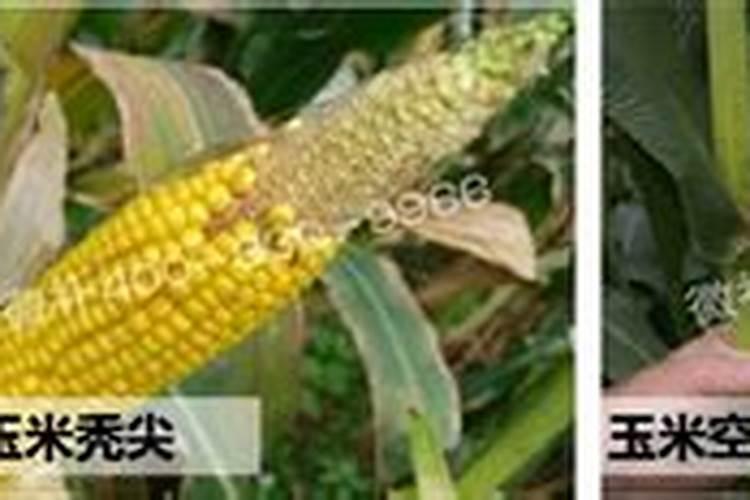 硼肥锌肥对玉米的作用