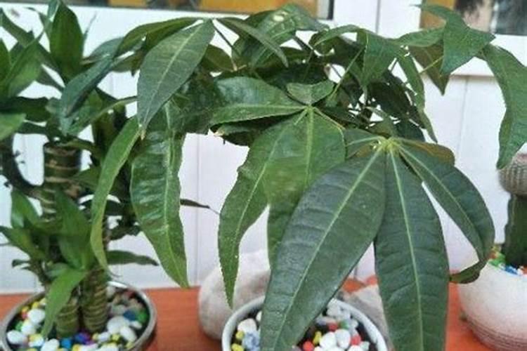 发财树怎样施肥生长旺盛