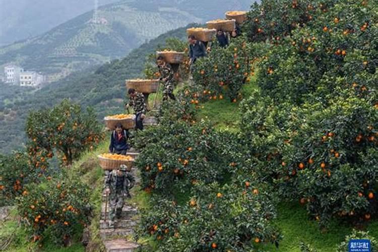 效果最好的进口水溶肥有哪些品牌,适合用在哪些农作物上？