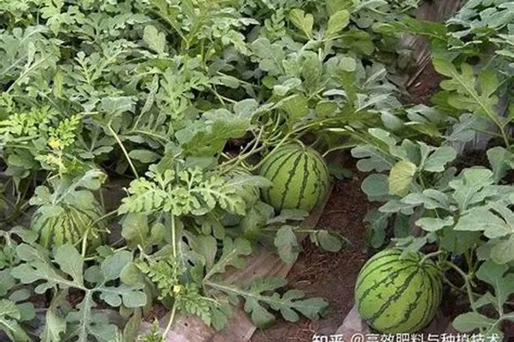 化肥尿素含氮多少