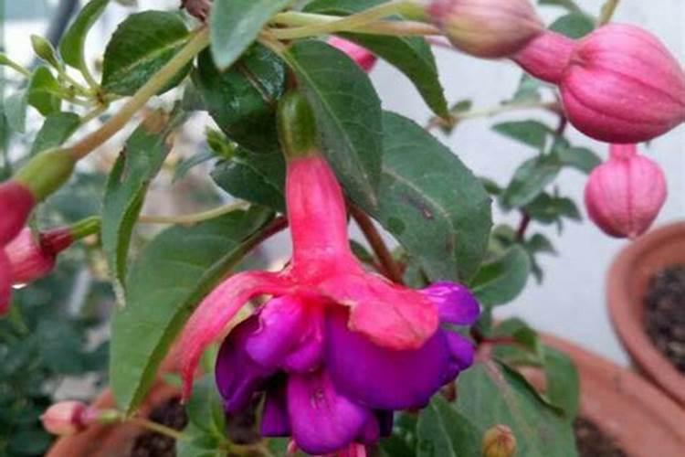 生菜的种植方法步骤 生菜的栽培技术与时间