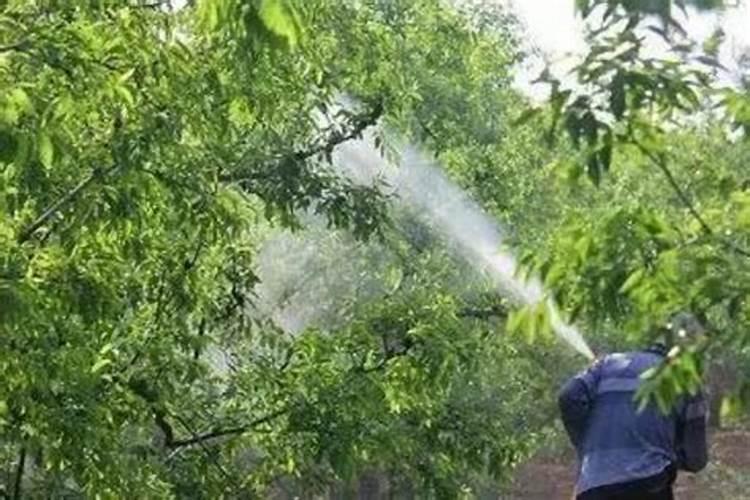 李子谢花后喷氨基酸和磷酸二氢钾哪个好