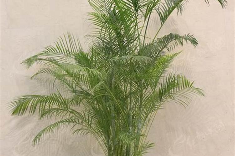 控释肥养花怎么用