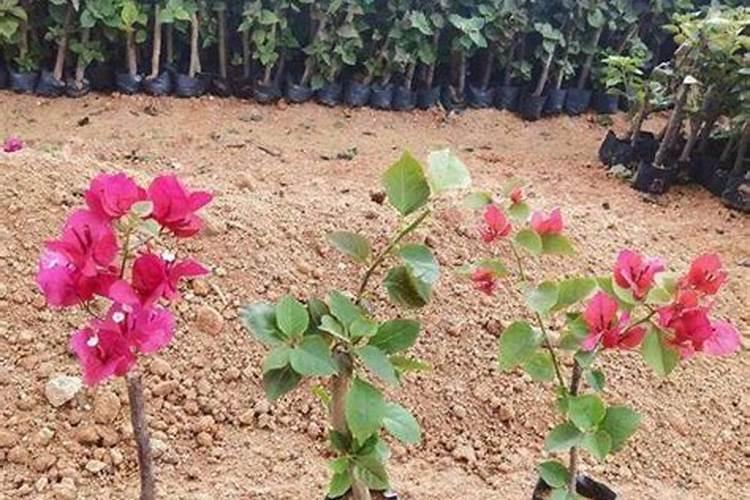 核桃油什么牌子好