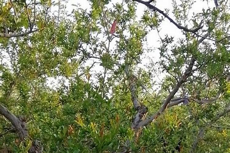 硼肥可以在生菜上用吗？