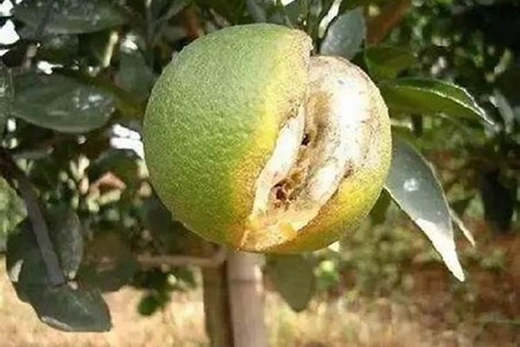 柠檬树是缺水引起的叶子黄吗？