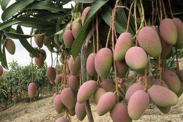 湖北腐植酸钾一百斤多少钱